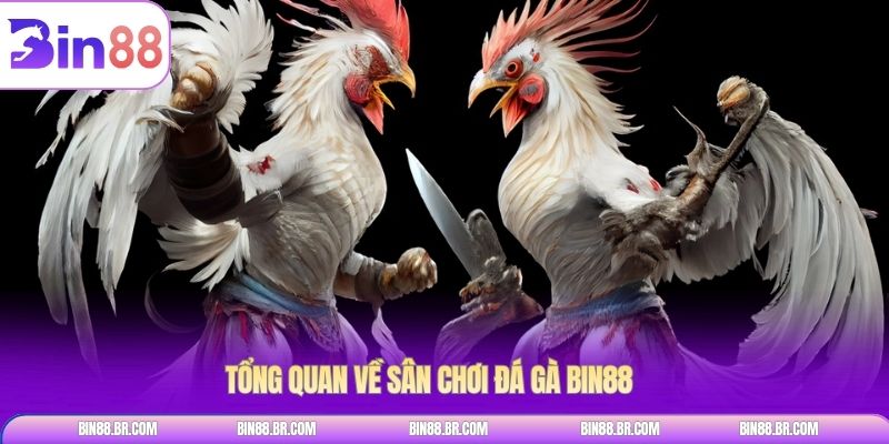 Tổng quan về sân chơi Đá gà BIN88