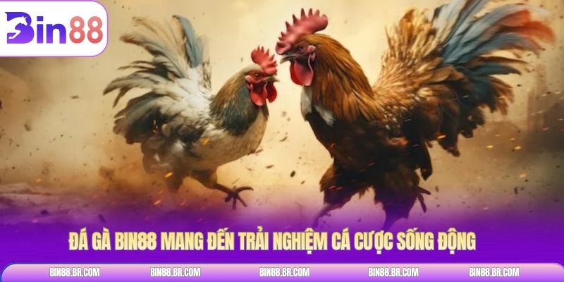 Đá gà BIN88 mang đến trải nghiệm cá cược sống động