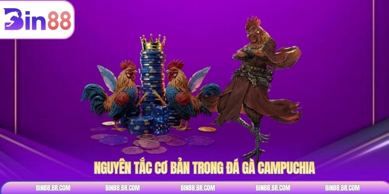 Nguyên tắc cơ bản trong đá gà campuchia